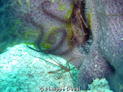 Small creatures. That picture was taken with a sony dsc-p... by Philippe Duval 